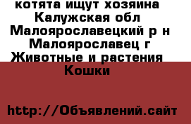 котята ищут хозяина - Калужская обл., Малоярославецкий р-н, Малоярославец г. Животные и растения » Кошки   